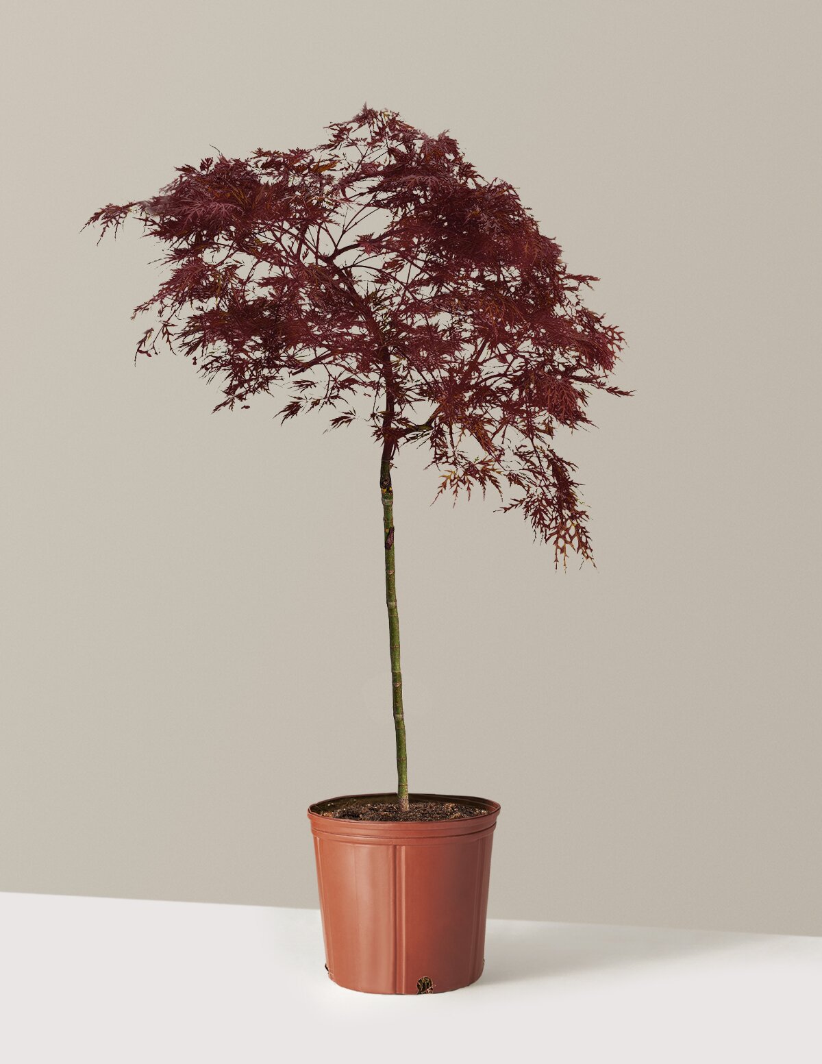 Red Dragon Japanese Maple Tree