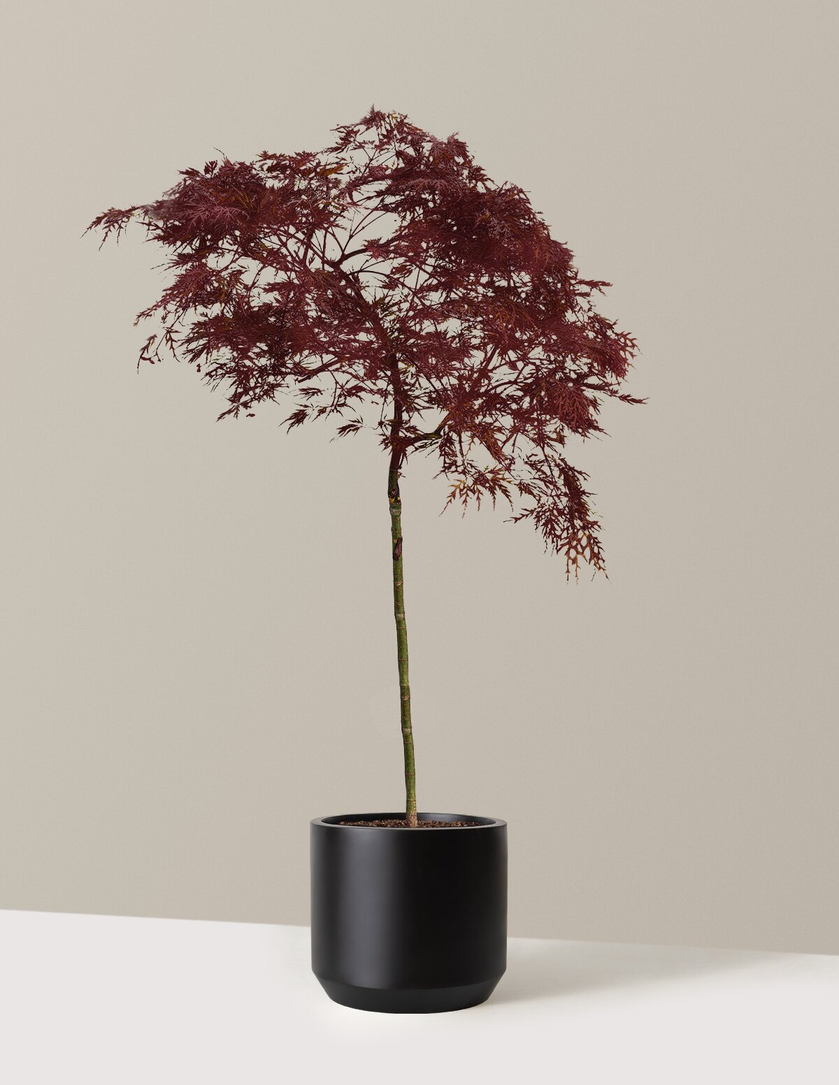 Red Dragon Japanese Maple Tree