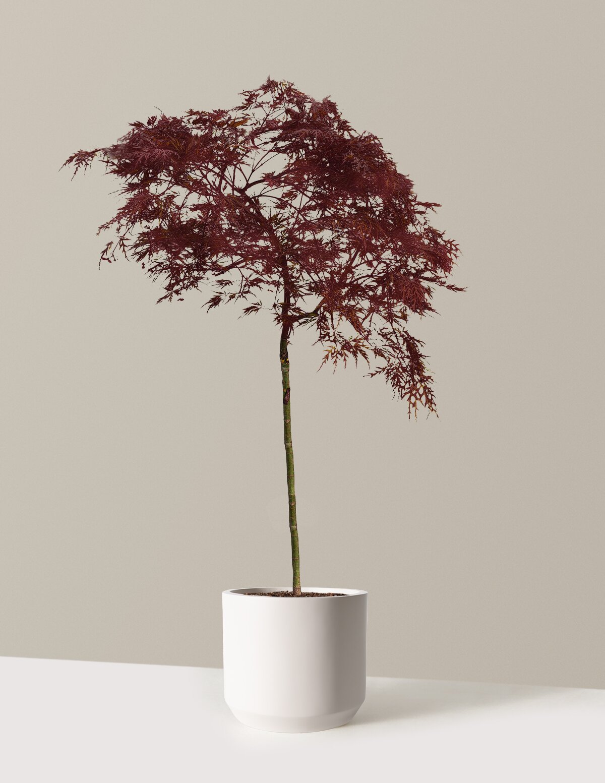 Red Dragon Japanese Maple Tree
