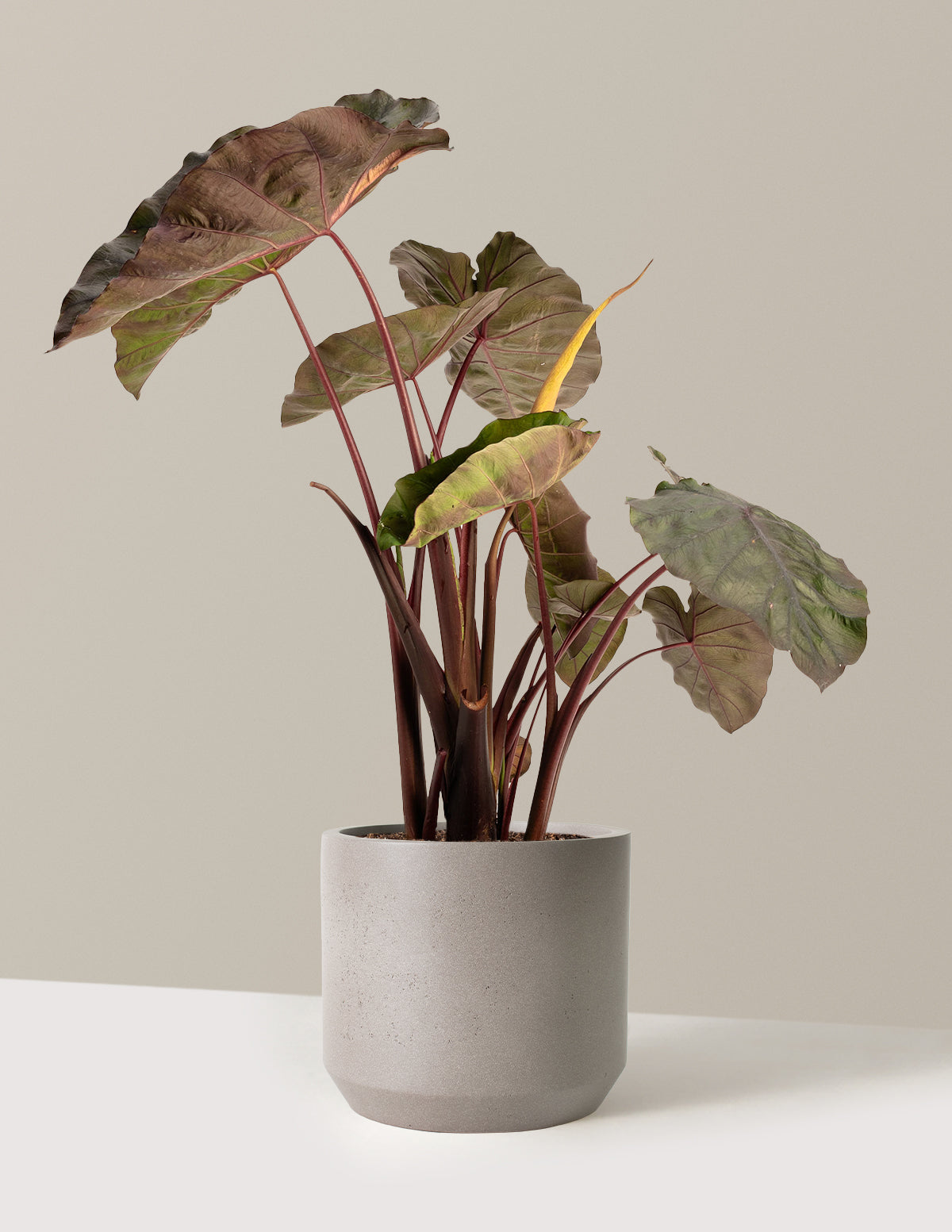 bundle | 2 Gallon | Mexia | Cement Grey