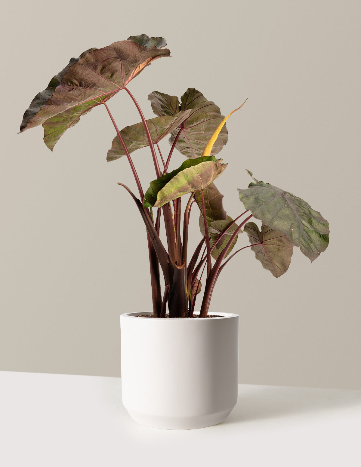 files/the-sill_Large-Redemption_-Colocasia-_2-Gallon__Large-Mexia-Cream_Variant.jpg