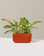 Double Philodendron Ring of Fire