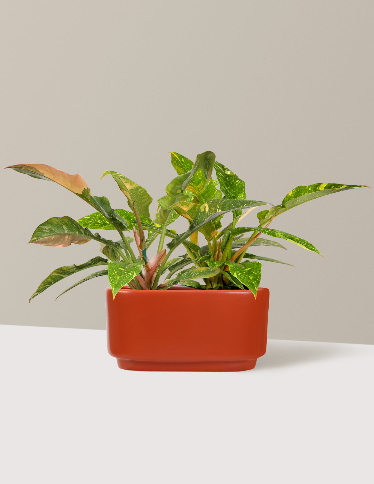 Double Philodendron Ring of Fire