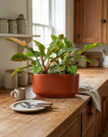 Double Philodendron Ring of Fire