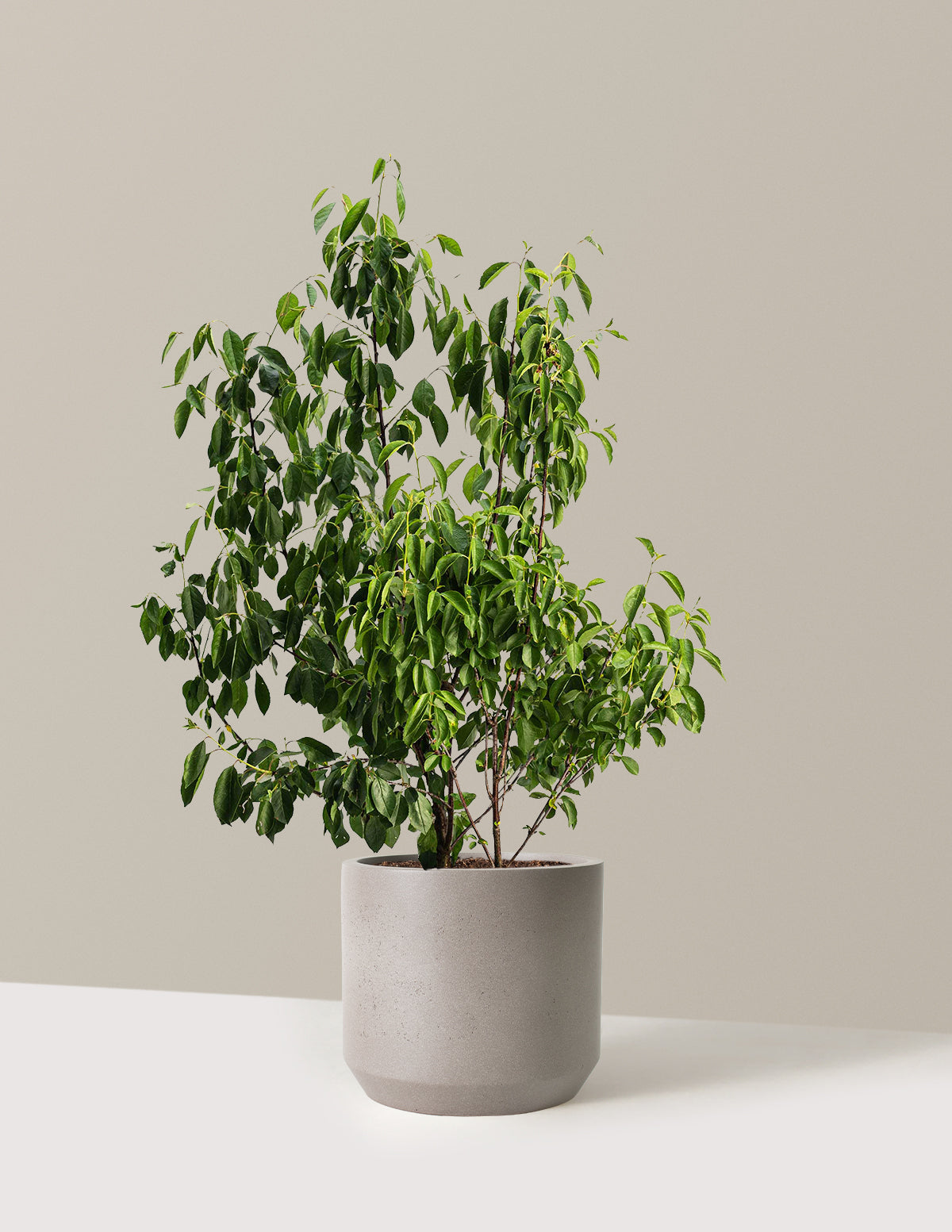 files/the-sill_Large-Romeo-Cherry-Tree_Large_Mexia-Cement-Grey_Variant.jpg