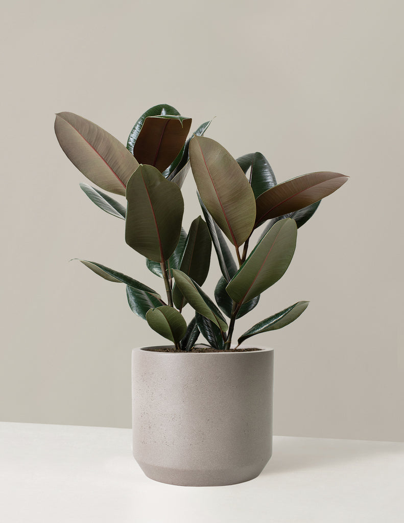 How to care for a Ficus