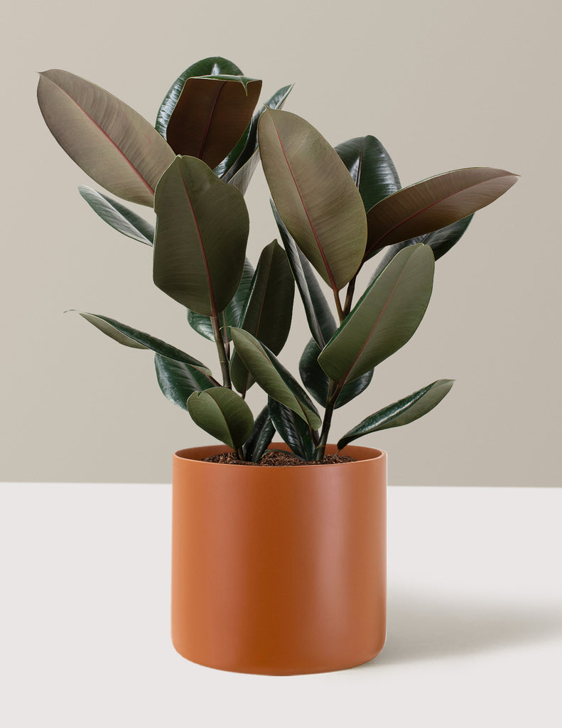How to care for a Rubber Tree