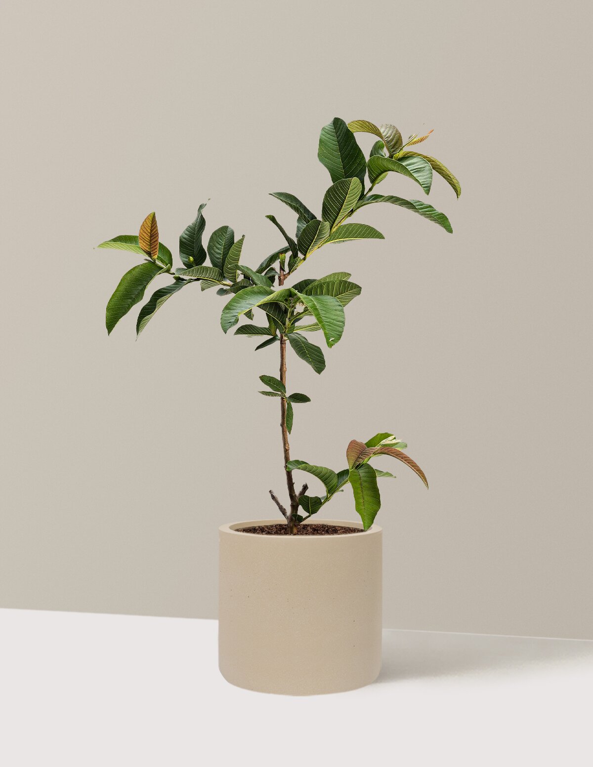 Ruby Supreme Guava Tree