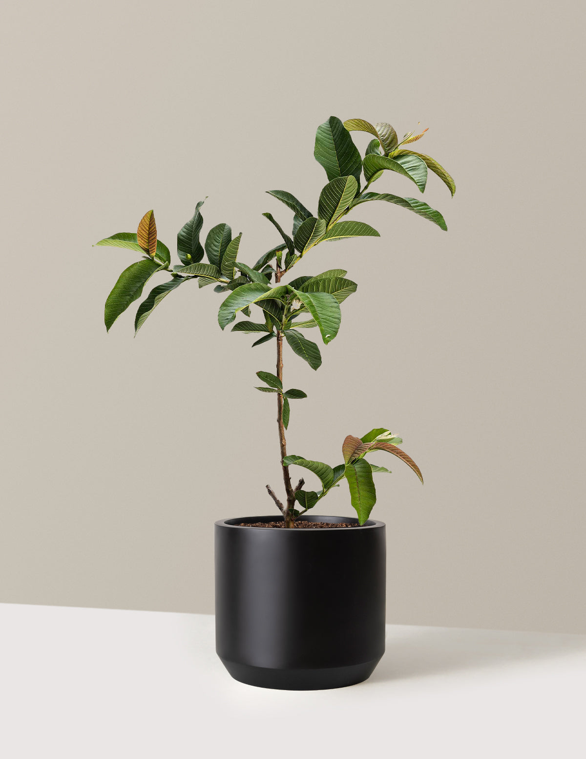 bundle | 3 Gallon | Mexia | Black