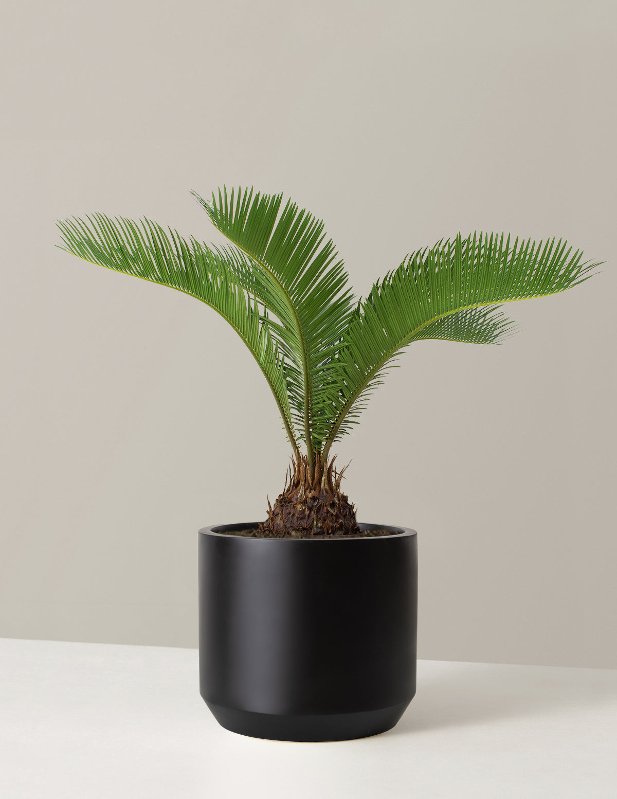 files/the-sill_Large-Sago-Palm_Large_Mexia_Black_Variant_1.jpg