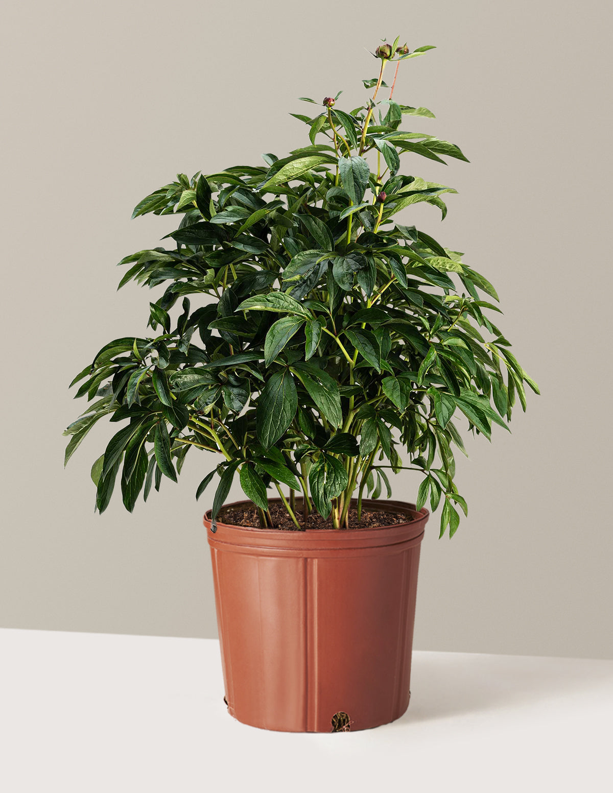 bundle | 3 Gallon