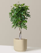 Schefflera Arboricola Braid