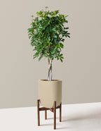 Schefflera Arboricola Braid