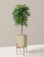 Schefflera Arboricola Braid
