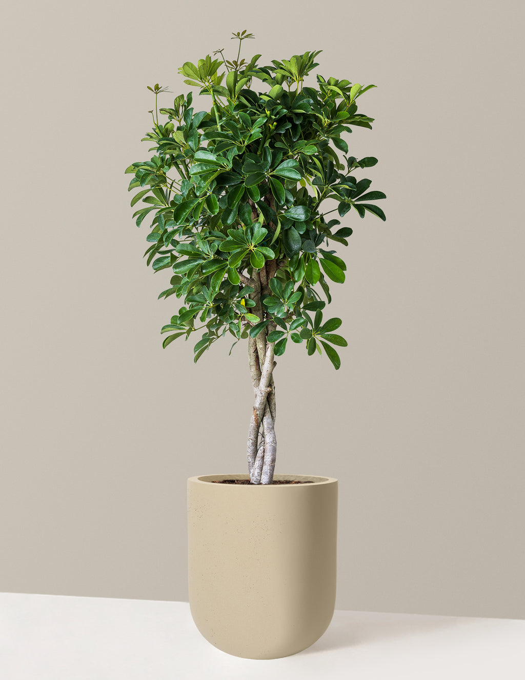 Schefflera Arboricola Braid