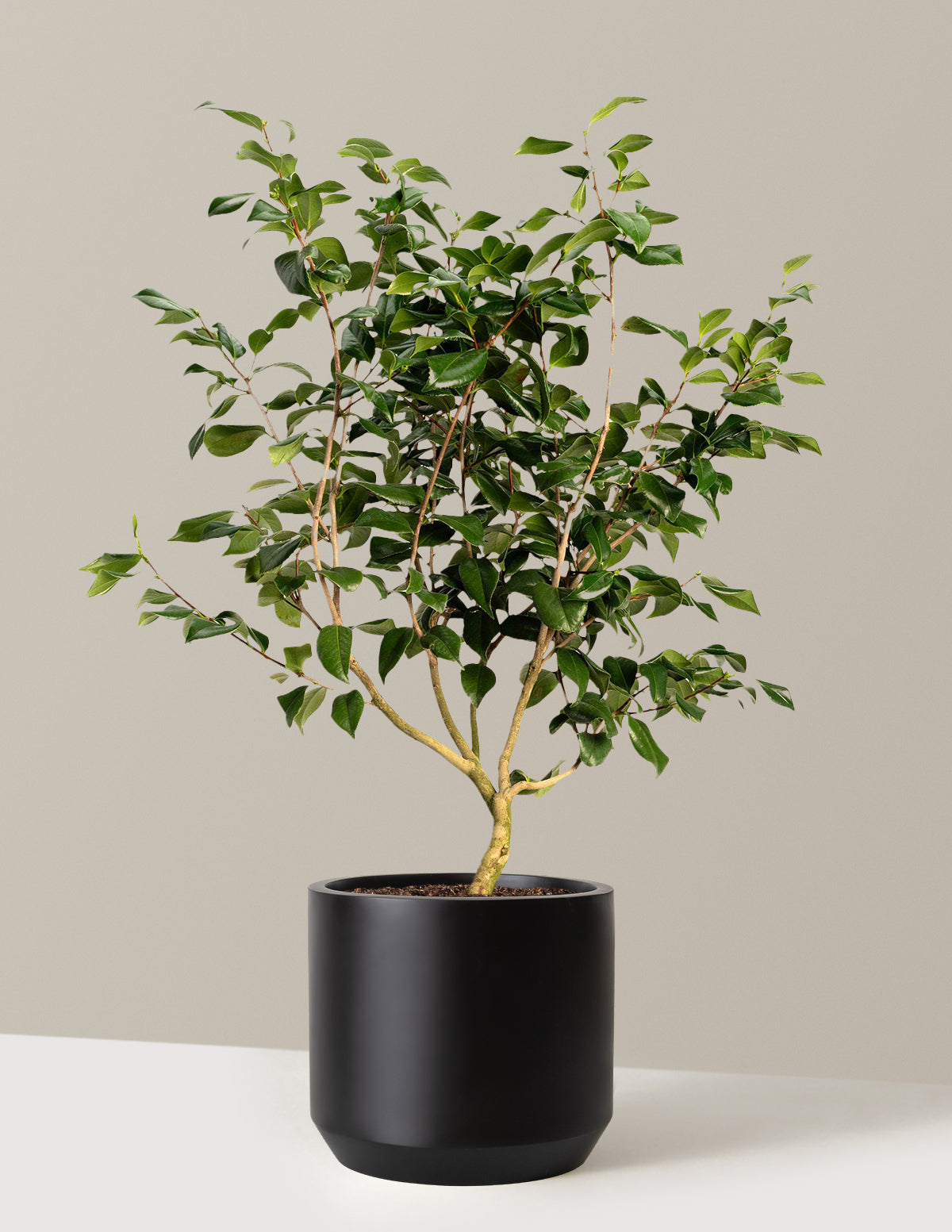 bundle | 3 Gallon | Mexia | Black