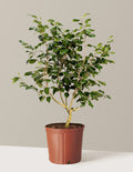 bundle | 3 Gallon | Grow Pot