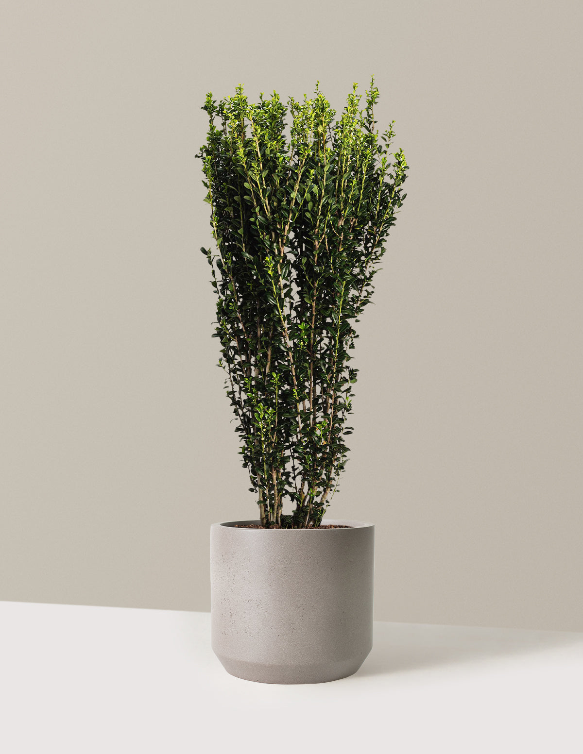 bundle | 2-3 ft. | Mexia | Cement Grey