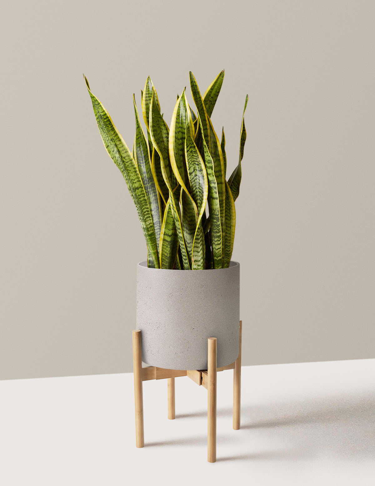 files/the-sill_Large-Snake-Laurentii_Large-Agnes-Cement-Grey-planter-with-stand-Light-Bamboo_Variant.jpg