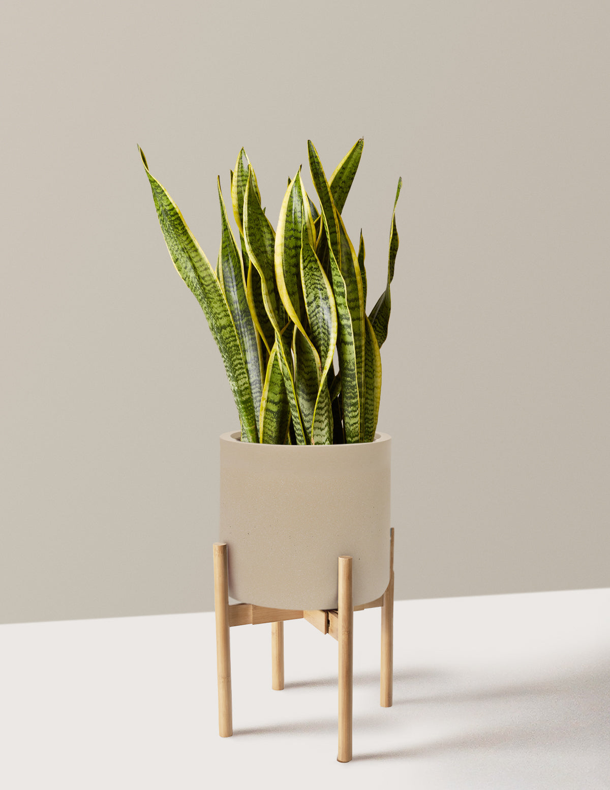 Snake Plant Laurentii