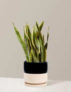 Snake Plant Laurentii