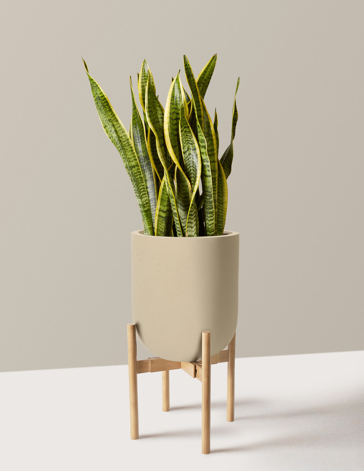 Snake Plant Laurentii