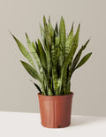 bundle | Large | Grow Pot