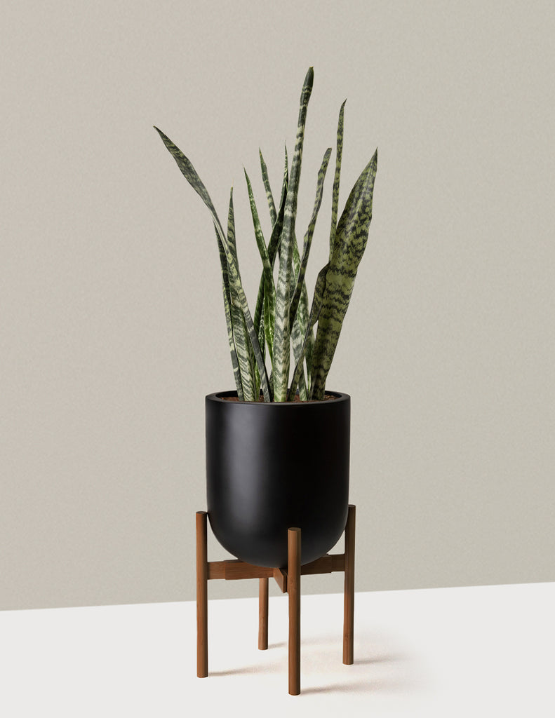 How to care for a Snake Plant Black Coral