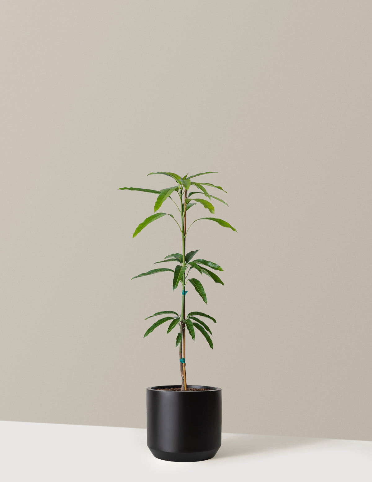 bundle | 3 Gallon | Mexia | Black