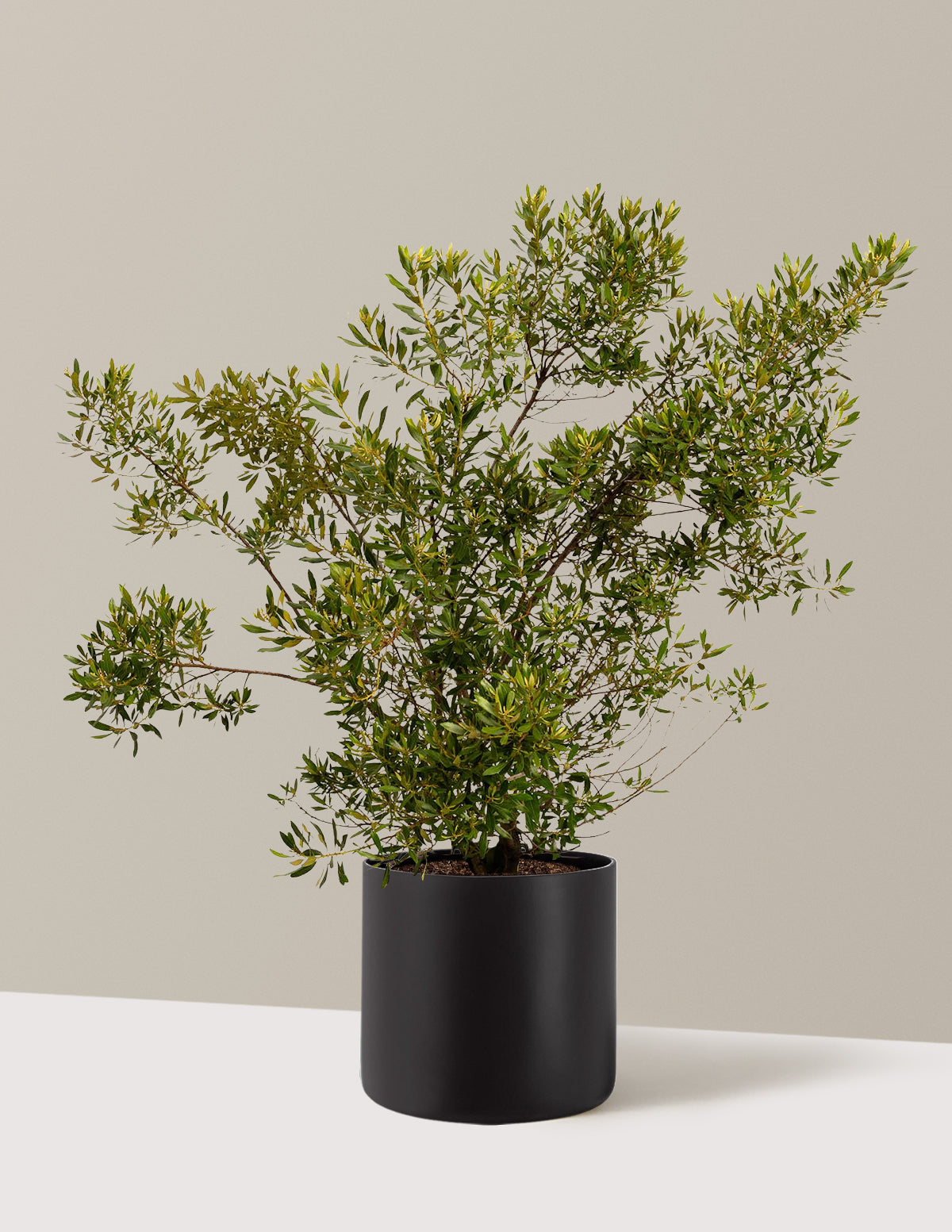 bundle | 3 Gallon | Agnes | Black