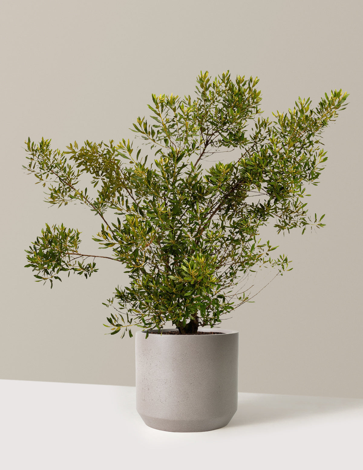 bundle | 3 Gallon | Mexia | Cement Grey