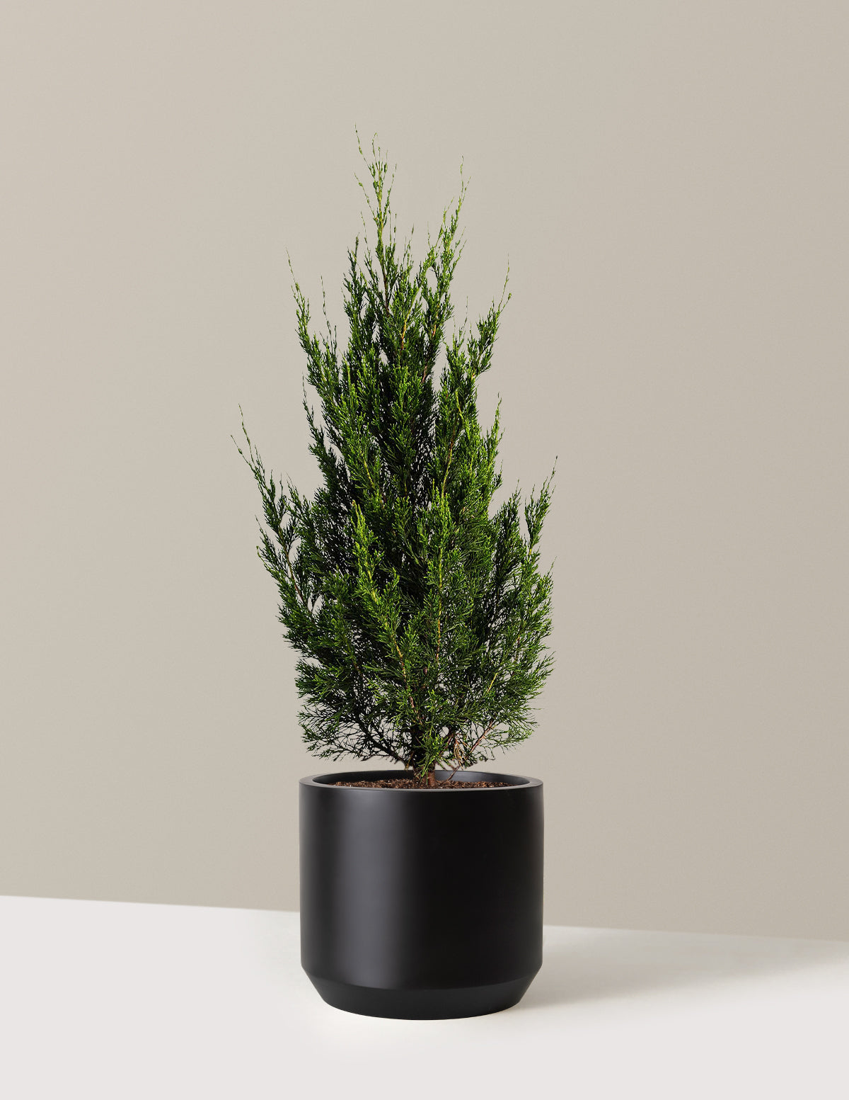 Spartan Juniper