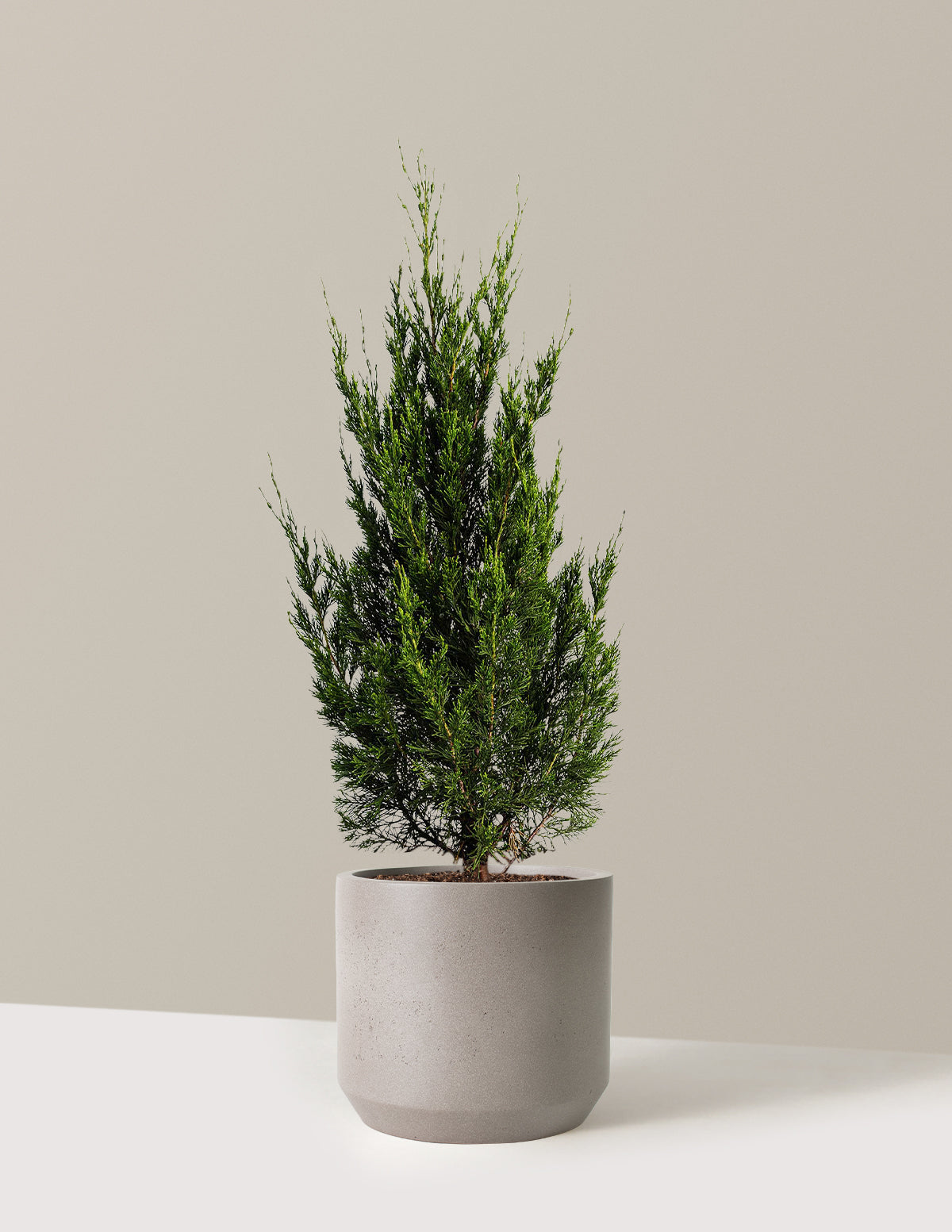 files/the-sill_Large-Spartan-Juniper_Large_Mexia-Cement-Grey_Variant.jpg