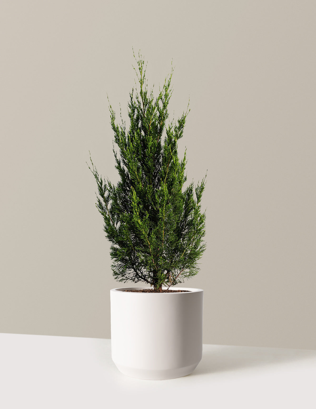 Spartan Juniper