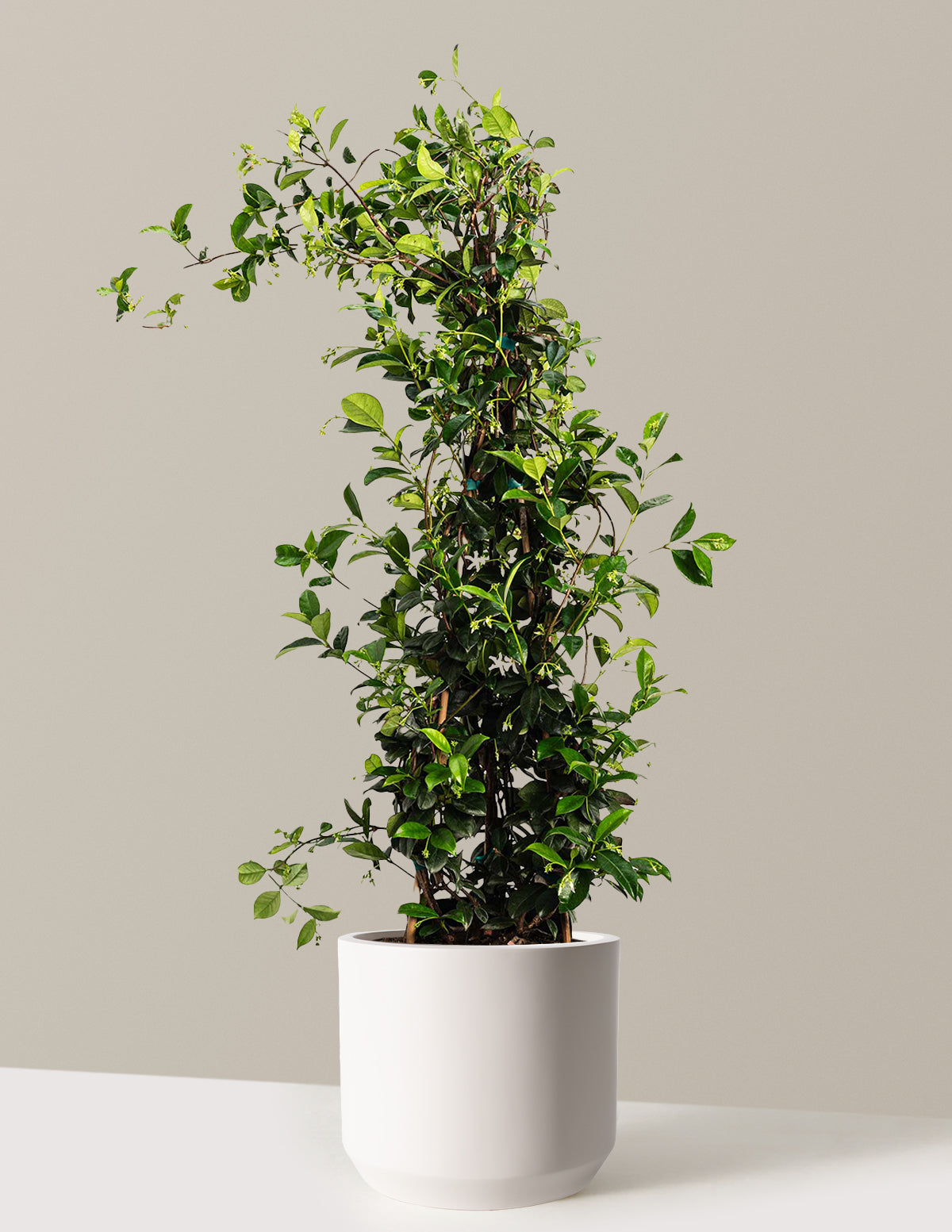 bundle | 3 Gallon - Single | Mexia | Cream