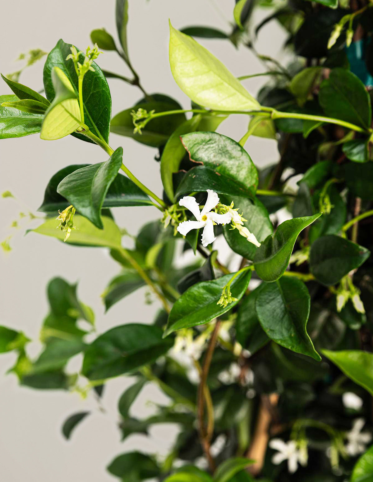 files/the-sill_Large-Star-Jasmine_Gallery.jpg