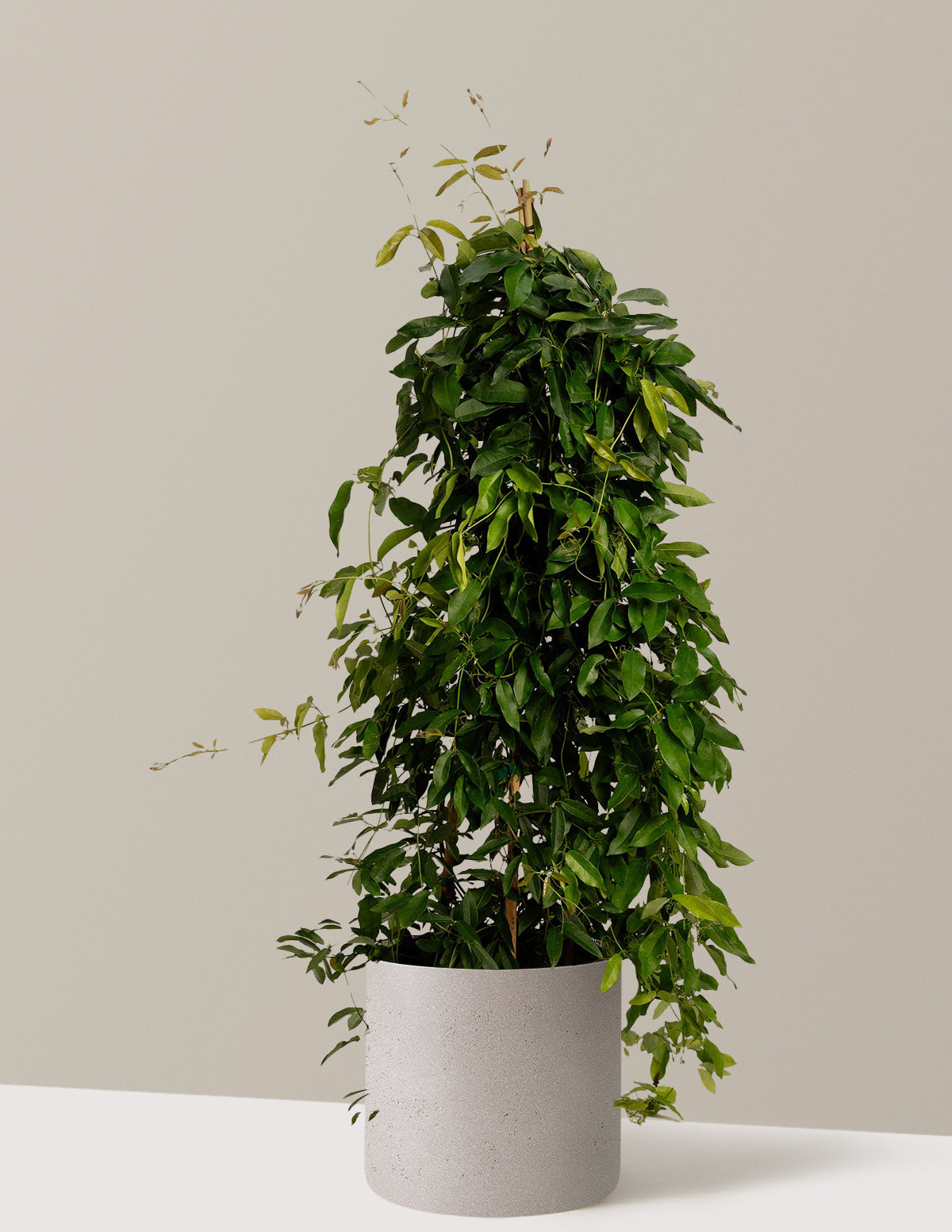 bundle | 3 Gallon | Agnes | Cement Grey