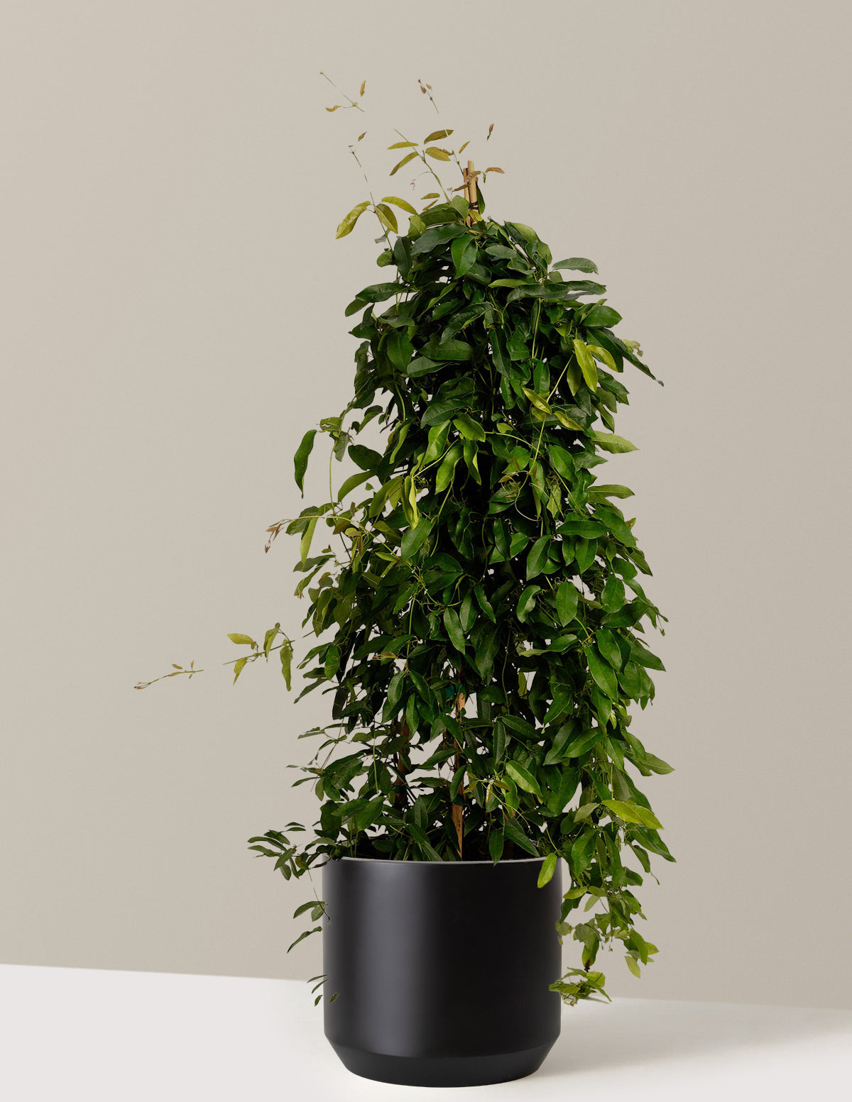bundle | 3 Gallon | Mexia | Black