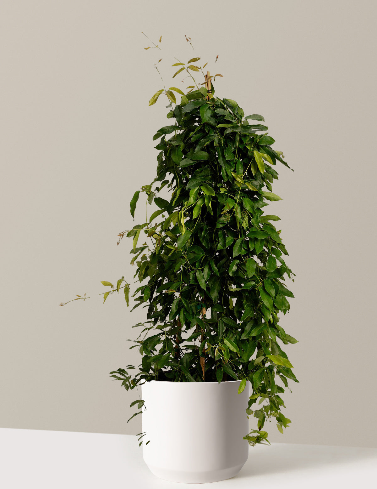 files/the-sill_Large-Tangerine-Beauty-Crossvine-_3-Gallon__Large-Mexia-Cream_Variant.jpg