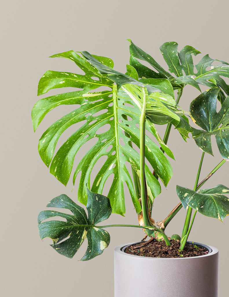 How to care for a Monstera Thai Constellation
