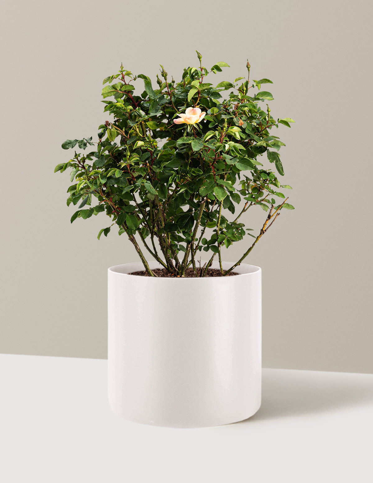 bundle | 3 Gallon | Agnes | Cream