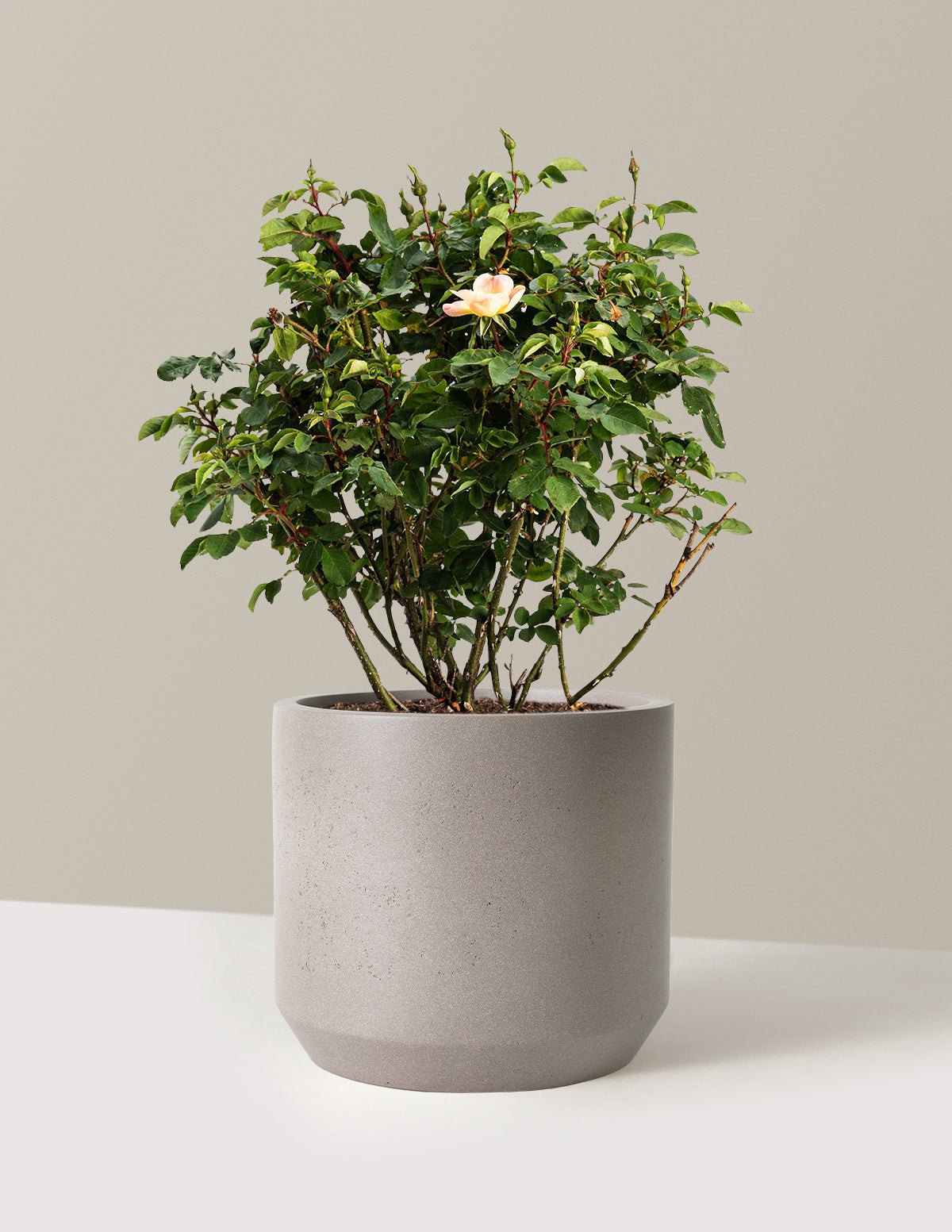 bundle | 3 Gallon | Mexia | Cement Grey