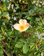The Champion™ Sunblush Rose