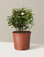 bundle | 3 Gallon | Grow Pot
