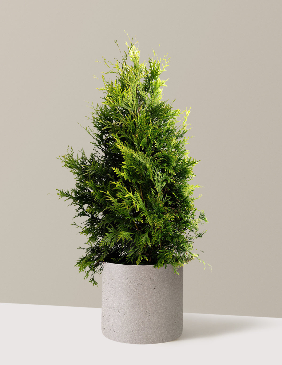 bundle | 2-3 ft. | Single | Agnes/Cement Grey