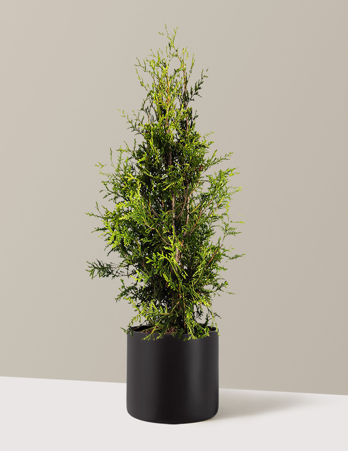 bundle | 3-4 ft. | Single | Agnes/Black
