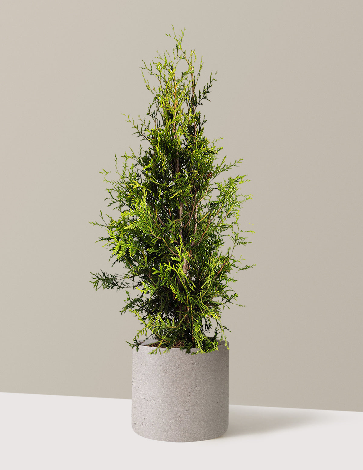 bundle | 3-4 ft. | Single | Agnes/Cement Grey