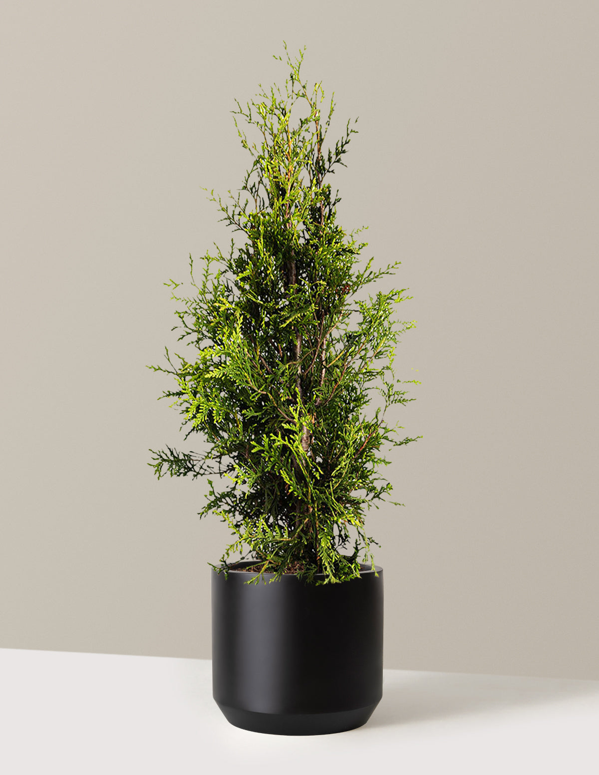 bundle | 3-4 ft. | Single | Mexia/Black