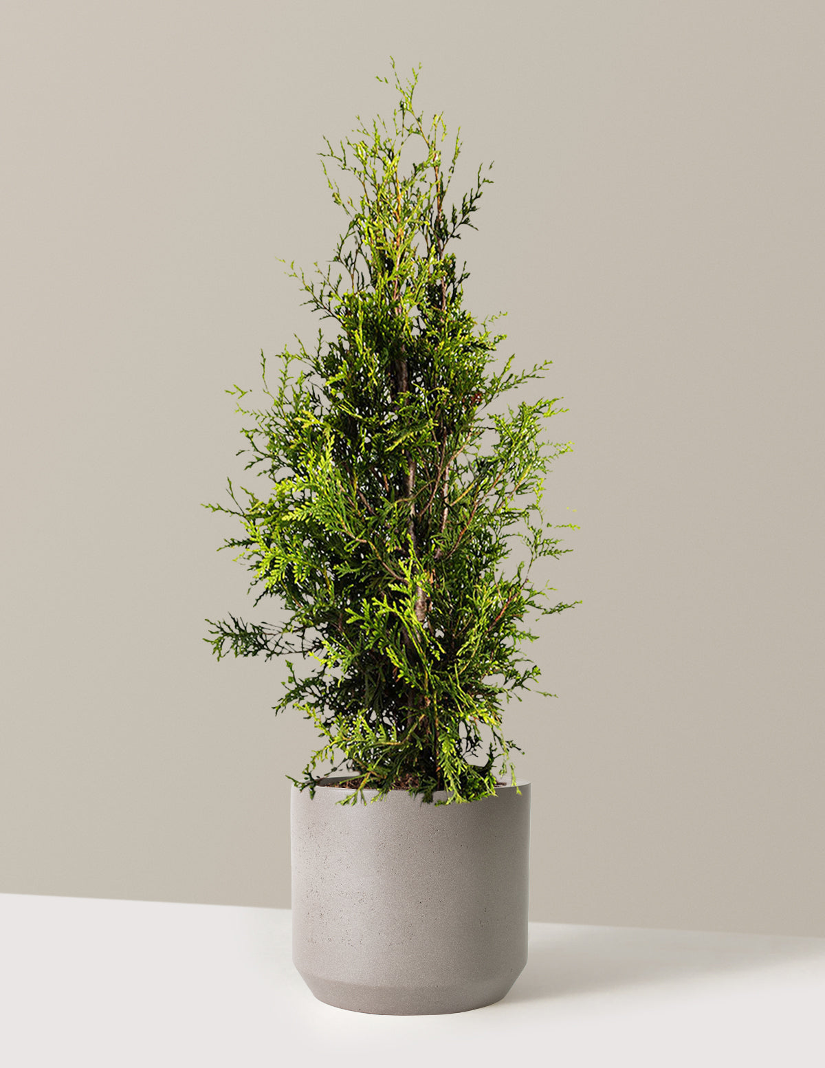 bundle | 3-4 ft. | Single | Mexia/Cement Grey