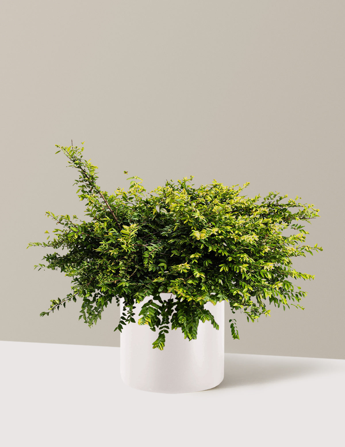 bundle | 3 Gallon | Agnes | Cream